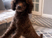 STUD!! Kc chocolate toy poodle
