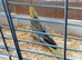 Cockertiel pearl