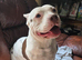Mya & Dotty - Pocket bullies