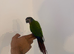 Stunning hand reared conure , very pleasant and friendly