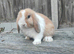 Minilop bunnies and Adult Female