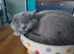 British Shorthair female kitten