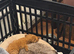 Miniature Poodle Red