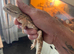 Rankin lizard