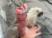 Hand Rearing Baby Super Tame Cuddly Galah Cockatoo Parrot