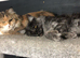 4-month Tica female kitten