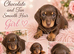 Miniature dachshund puppies
