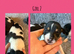 Beautiful Jack Russell Pups