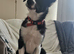 Border Collie Puppy