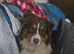 Australian shepard bitch