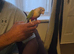 pineapple conure