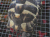 2 year old horsfield tortoise