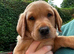 KC Red fox Labrador puppies