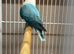 Baby lovebirds
