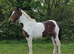 Yearling filly