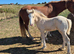 Shire x sports horse