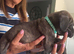 11 Cane Corso cross mastiff chunky puppies for sale
