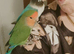 Hand tamed love bird