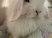 Mini lops/raised indoors/ vaccinated