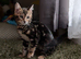 Health Tested TICA Bengal | Glitter | Ready Now