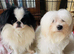 Stunning Japanese chin x maltese terrier designer Jatese puppy's
