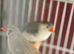 Proven pair of finches