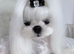 Stud tiny kc reg Korean Maltese boy