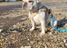 MEARL french bulldog WANTED