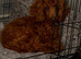 Female F1 Cavapoos dna health tested parents