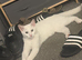 6 month old white kitten
