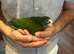 Baby hand reared white caped Pionus