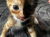 4 stunning kittens