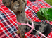 Female Merle Jack russell Crossbreed