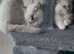 Ragdoll pure breed kittens 2 boys Ready now !!