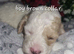 Cavapoochon