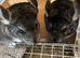 Beautiful 3 month old, Standard Grey, Males and Females &pound;90 each