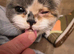 SICK KITTEN in BURNLEY