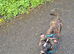 Staff cross sharpei