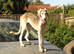 SALUKI YOUNGSTERS.