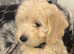 Cockapoo puppies ready to go !