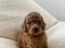Absolutely adorable, Tiny Toy Poodles