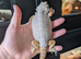 Male baby bearded dragon