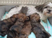 Gorgeous black/brown & tan shorkie puppies