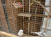 Budgies for sale