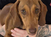 Dachshund puppy