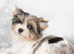 Four Exceptional Colourful Yorkshire Terrier Girls