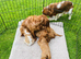 Cavalier King Charles puppy’s