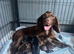 KC Registered Working cocker spaniel pups