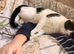 2 male cats for sale