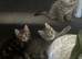 3 beautiful tabby kittens ready 5th July
